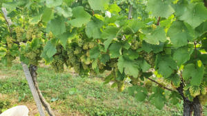 CRNKO-Chardonnay-Harvest-09172020-1000